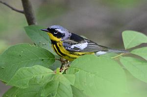 038 Warbler, Magnolia, 2023-05120051 Parker River NWR, MA